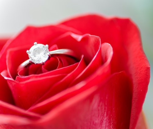 Rosa vermelha - História de Amor